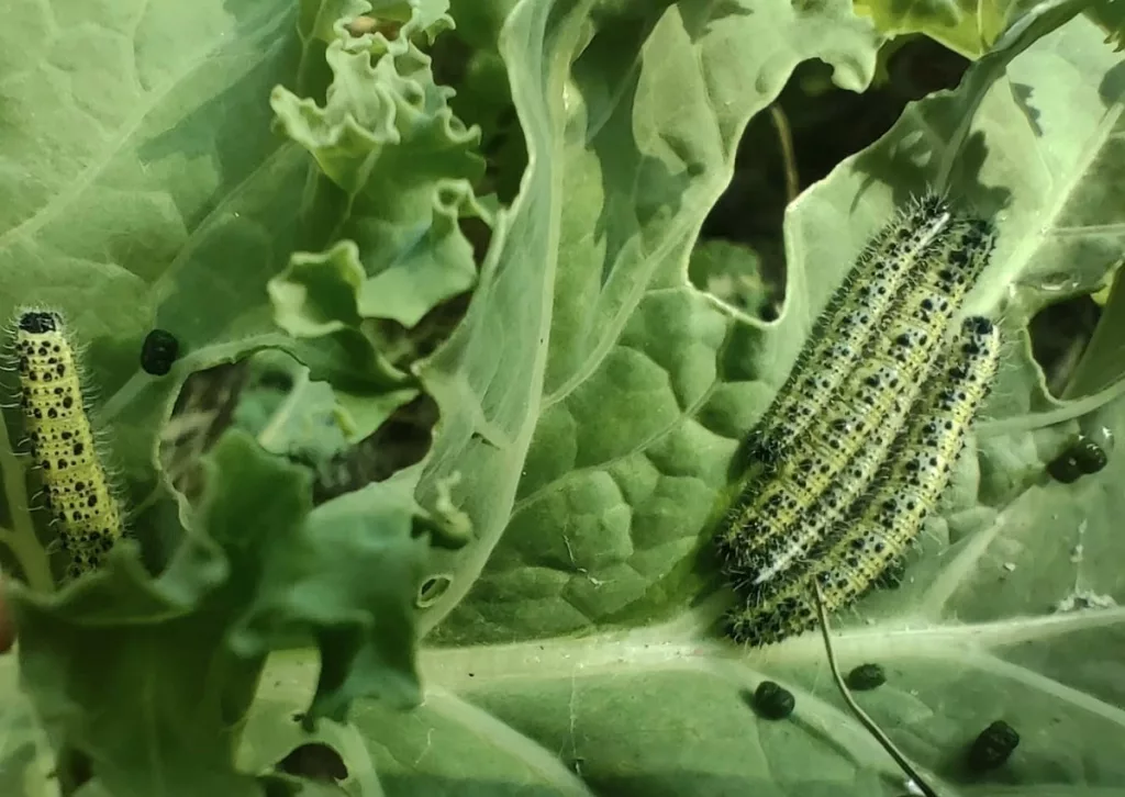 Comment traiter rapidement une attaque de chenille piérides du chou