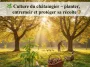 châtaigniers adultes en automne dans un jardin bio, panier de châtaignes au premier plan et poules avec canard coureur indien en arrière-plan