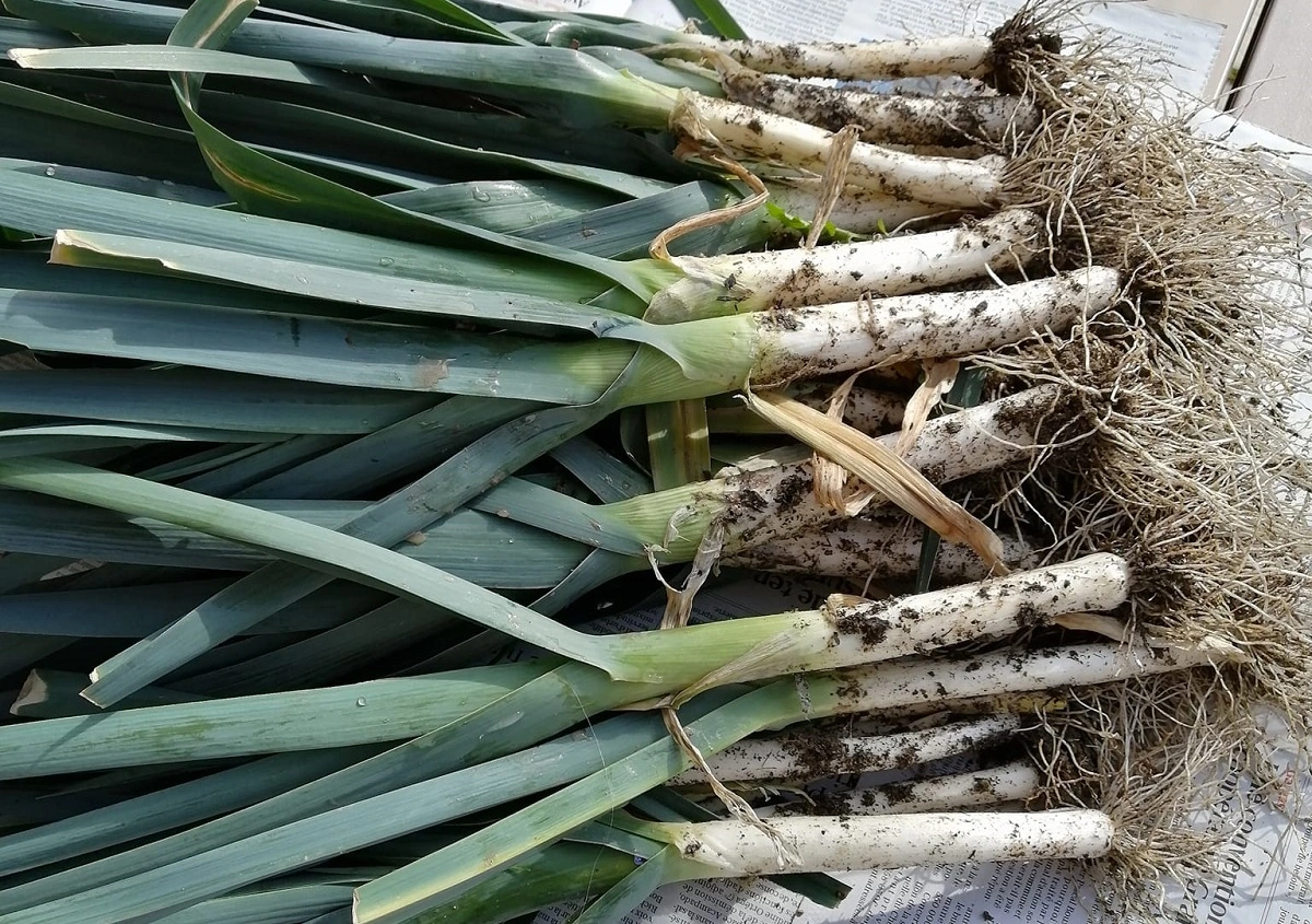 Poireaux frais avec longues tiges blanches et feuilles vertes au potager