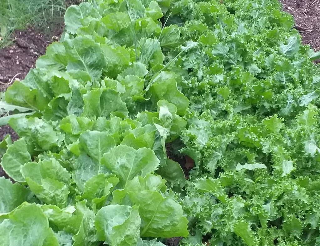 Chicorées frisées et scaroles au potager en septembre