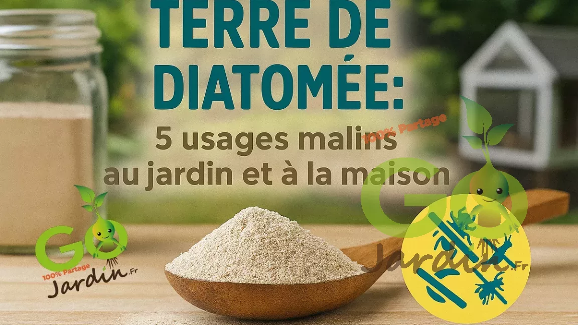 Terre de diatomée en poudre dans une cuillère en bois, avec potager et poulailler flous en arrière‑plan, illustrant ses utilisations naturelles contre les insectes au jardin, à la maison et en élevage.