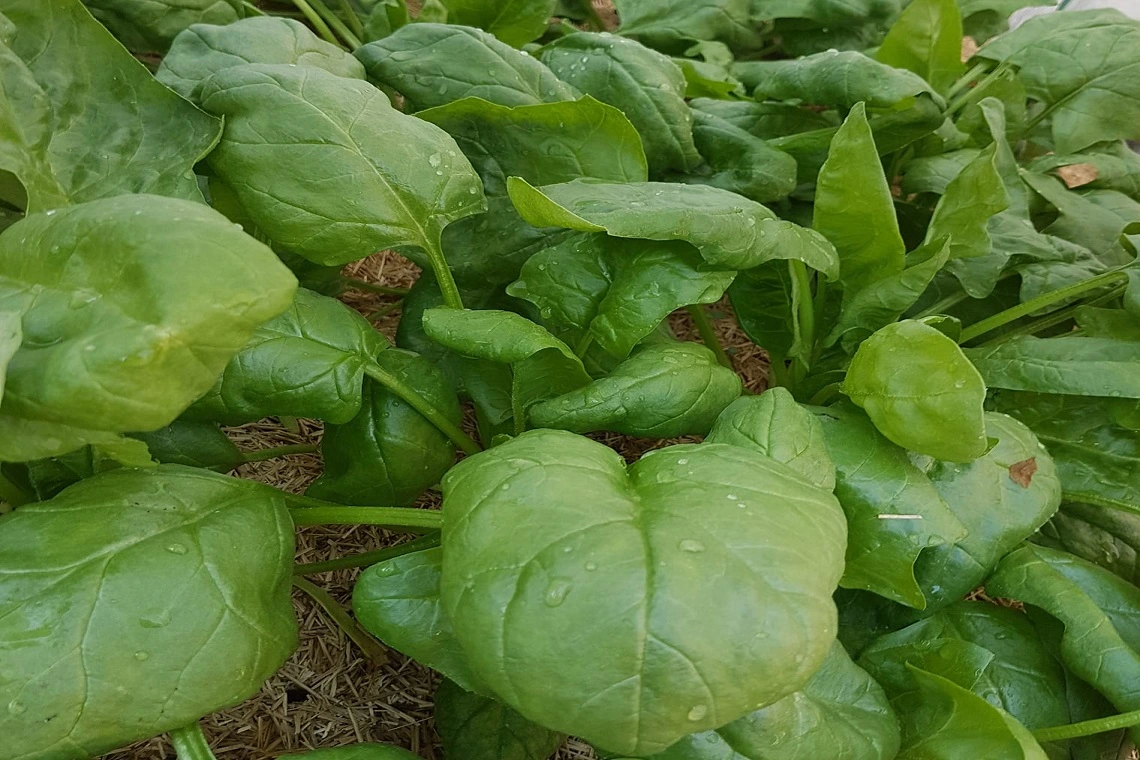 Épinards d’hiver au potager en septembre