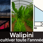  Walipini : cultiver toute l’année avec Serre semi‑enterrée : guide complet