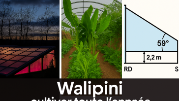  Walipini : cultiver toute l’année avec Serre semi‑enterrée : guide complet
