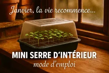 Mini serre d’intérieur avec 24 godets et jeunes semis en janvier, ambiance maison de campagne rustique