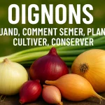 plusieurs variétés d’oignons (rouges, jaunes, blancs) fraîchement récoltés, posés sur une table en bois avec tiges vertes, en arrière-plan d’un potager bio.