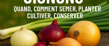 plusieurs variétés d’oignons (rouges, jaunes, blancs) fraîchement récoltés, posés sur une table en bois avec tiges vertes, en arrière-plan d’un potager bio.