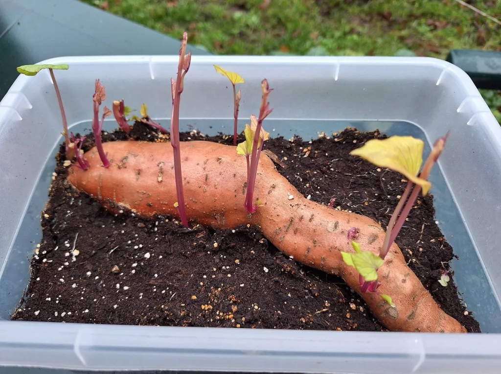 Patate douce en terre avec pousses violettes et feuilles vertes : méthode de bouturage pour cultiver facilement à partir d’un tubercule