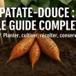 Patate-douce cultivée et récoltée au potager : guide complet 2026 pour planter, entretenir et réussir sa culture