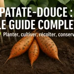 Patate-douce cultivée et récoltée au potager : guide complet 2026 pour planter, entretenir et réussir sa culture