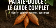 Patate-douce cultivée et récoltée au potager : guide complet 2026 pour planter, entretenir et réussir sa culture