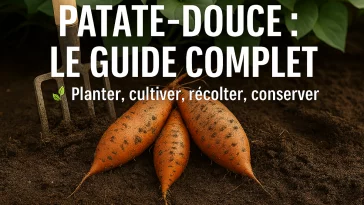 Patate-douce cultivée et récoltée au potager : guide complet 2026 pour planter, entretenir et réussir sa culture
