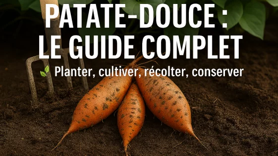 Patate-douce cultivée et récoltée au potager : guide complet 2026 pour planter, entretenir et réussir sa culture