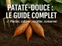 Patate-douce cultivée et récoltée au potager : guide complet 2026 pour planter, entretenir et réussir sa culture
