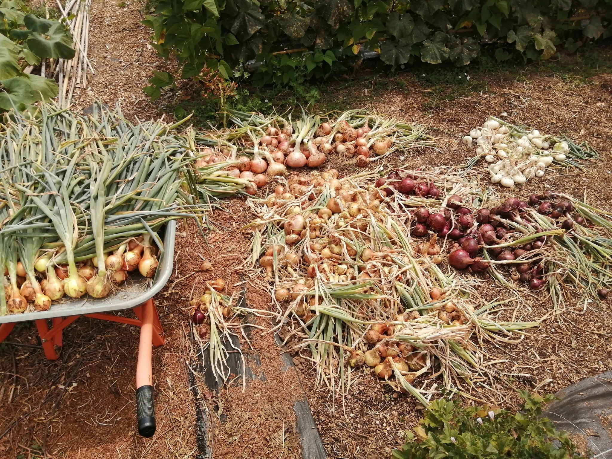 Oignons rouges, jaunes et blancs au potager – semis et récolte oignon rouge au potager