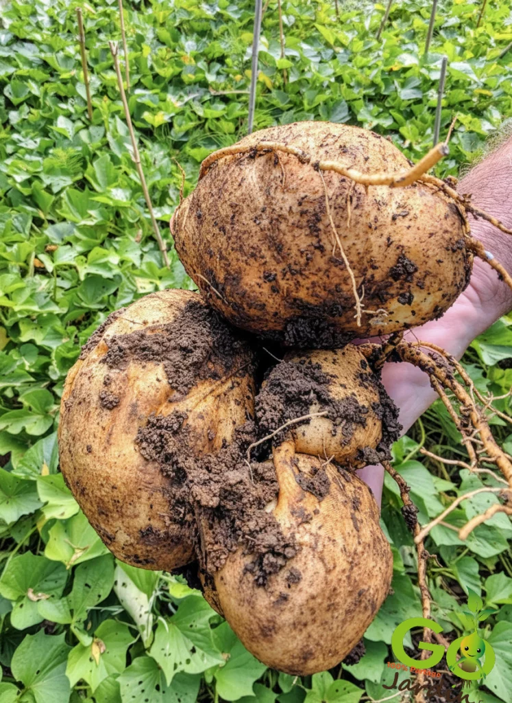 Récolte partielle de patates douces au potager en automne : tubercules frais, feuillage encore vert, culture en pleine croissance