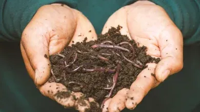 Comment-entretenir-et-utiliser-son-compost
