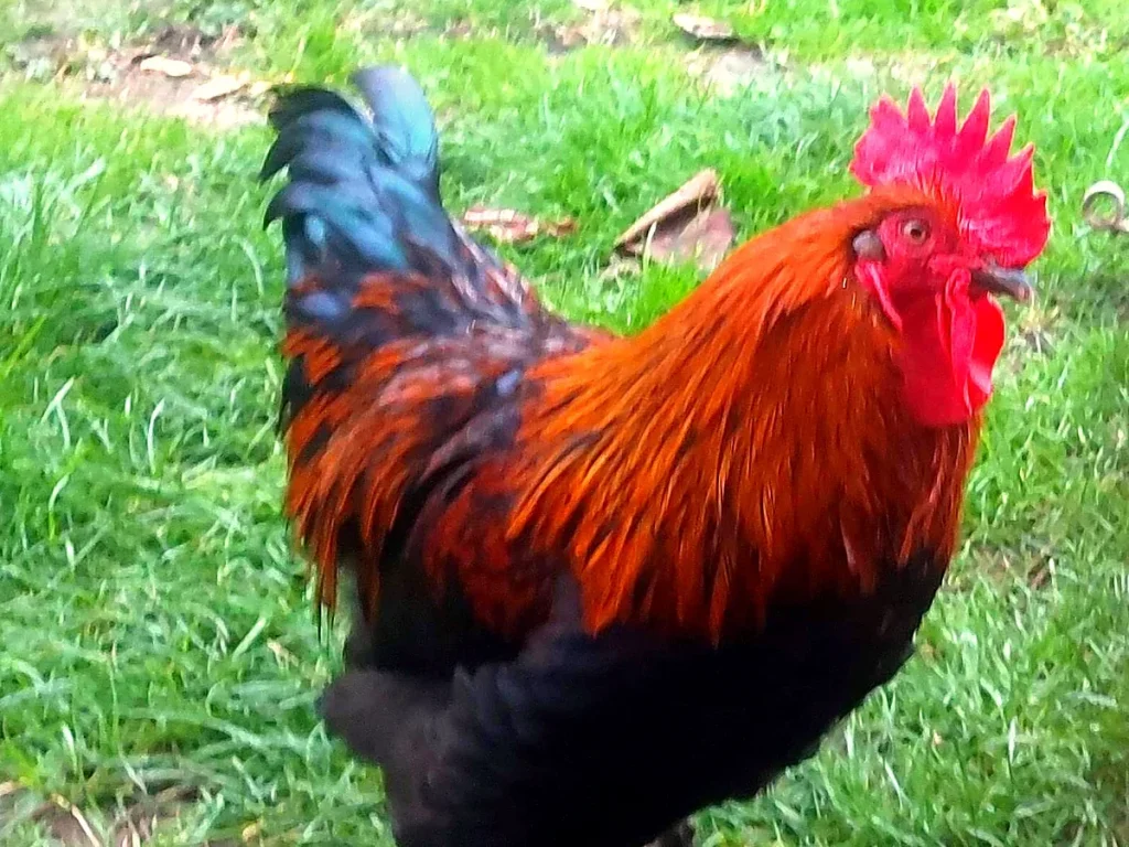 Un coq au plumage roux et noir dans l'herbe