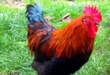 Un coq au plumage roux et noir dans l'herbe