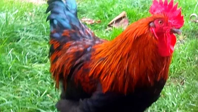 Un coq au plumage roux et noir dans l'herbe