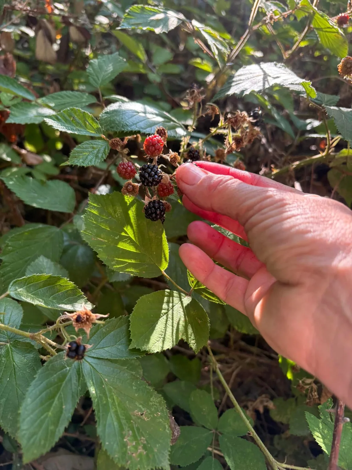 Main cueillant des mûres mûres sur une ronce, entre des fruits encore rouges