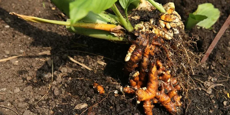 Pied de curcuma arraché avec ses rhizomes orange