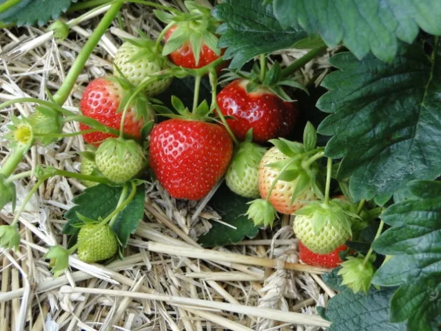 Fraisier chargé de fraises mûres sur un paillage de paille