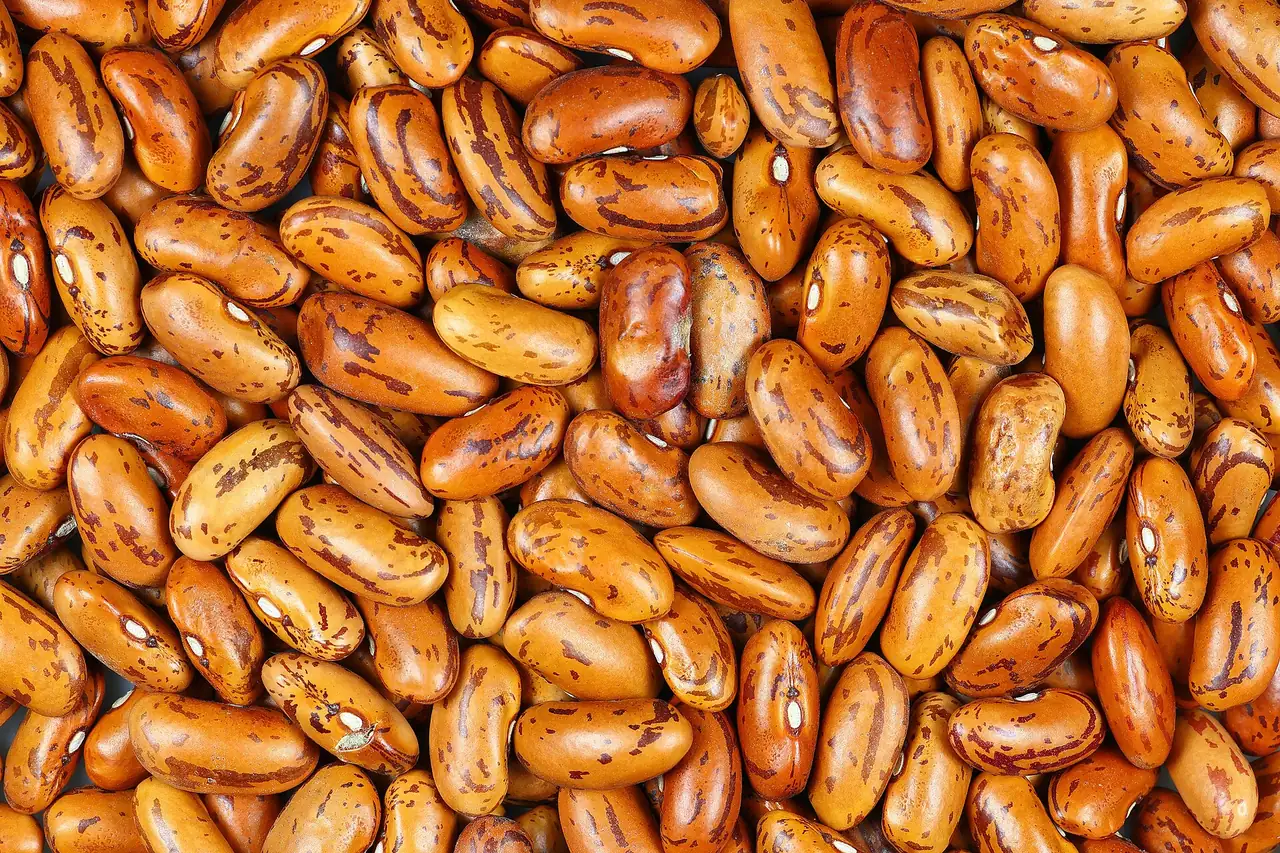 Graines de haricots rouges tachetés en vrac