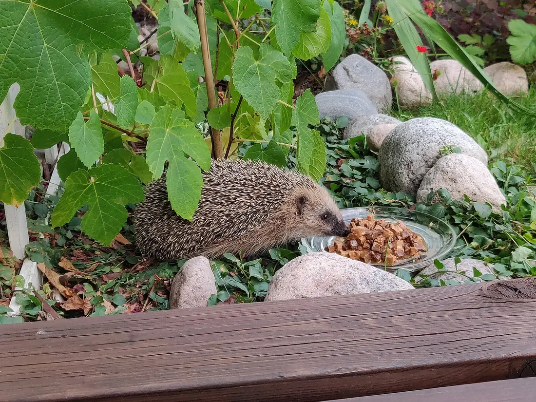 Hérisson mangeant de la pâtée pour chat dans une coupelle au jardin