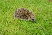 Hérisson d'Europe se promenant dans l'herbe d'un jardin
