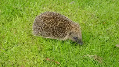 Hérisson d'Europe se promenant dans l'herbe d'un jardin