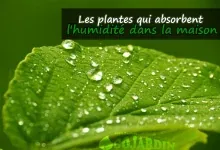 plantes qui absorbent l'humidité