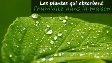 plantes qui absorbent l'humidité