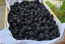 Cagette remplie de mûres sauvages fraîchement cueillies