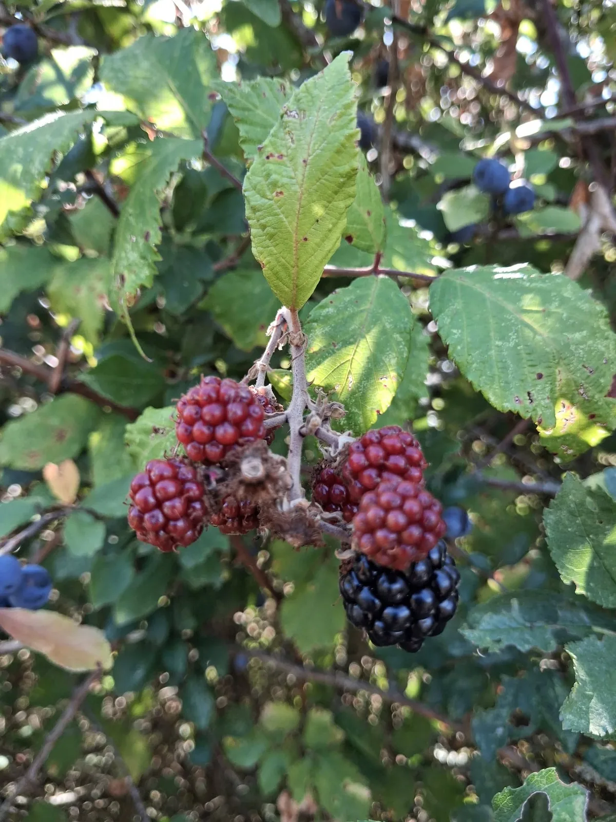Grappe de mûres sauvages rouges pas encore mûres et une mûre noire prête à cueillir