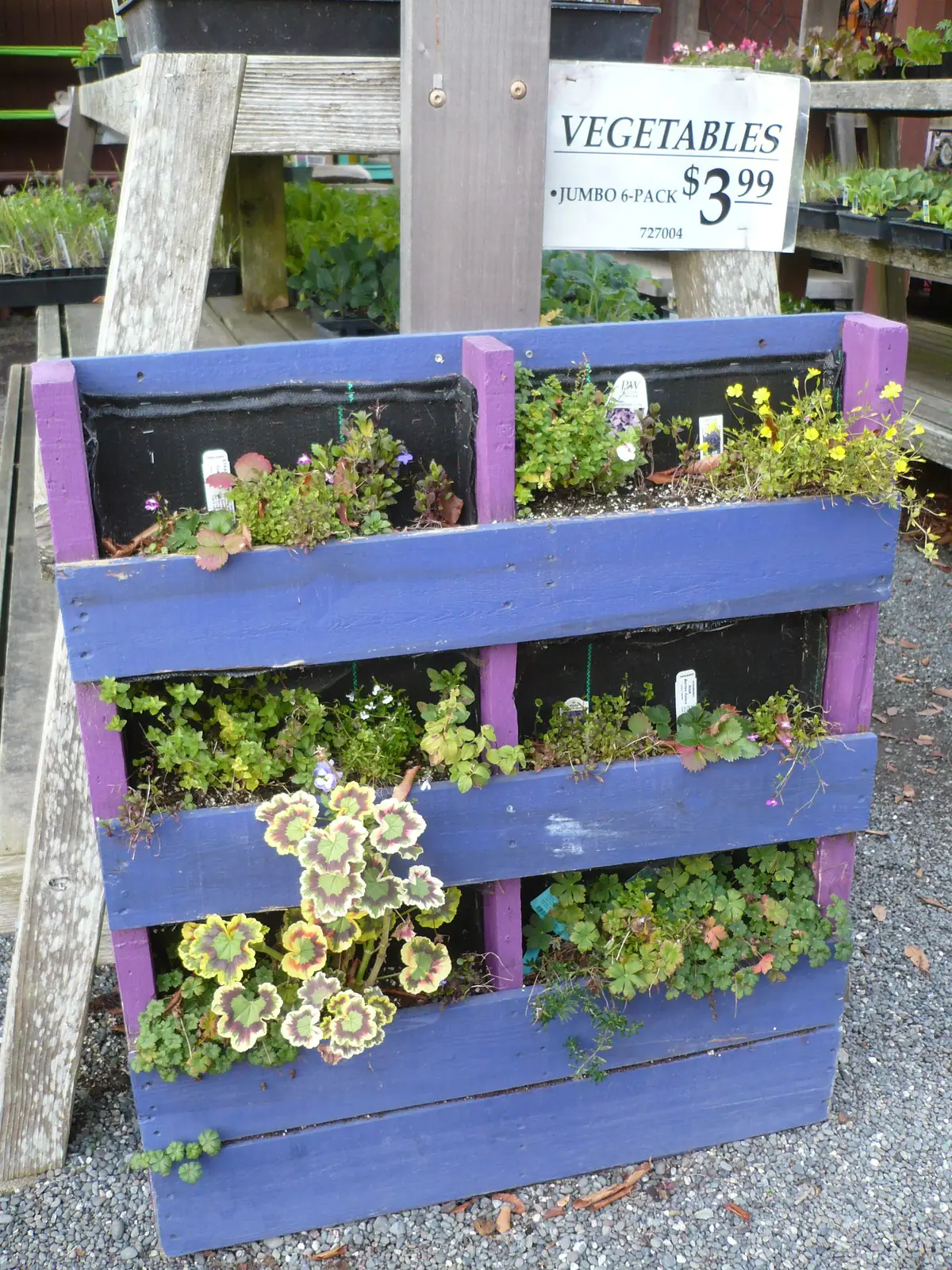 Palette en bois peinte, dressée à la verticale et plantée de légumes et d'aromatiques