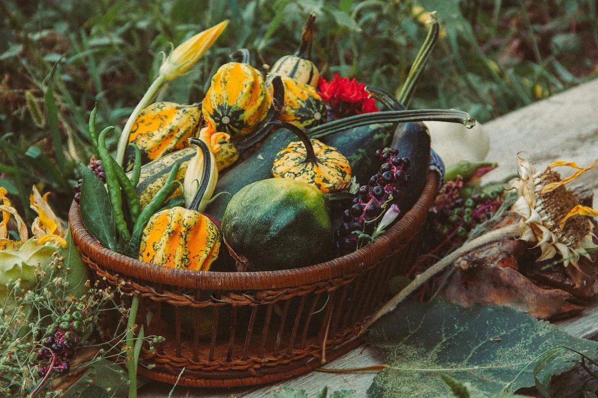 Panier en osier rempli de courges d'automne récoltées au potager