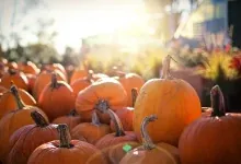 Citrouilles orange baignées de soleil d'automne au jardin