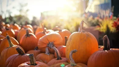 Citrouilles orange baignées de soleil d'automne au jardin