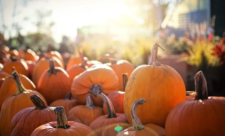 Citrouilles orange baignées de soleil d'automne au jardin