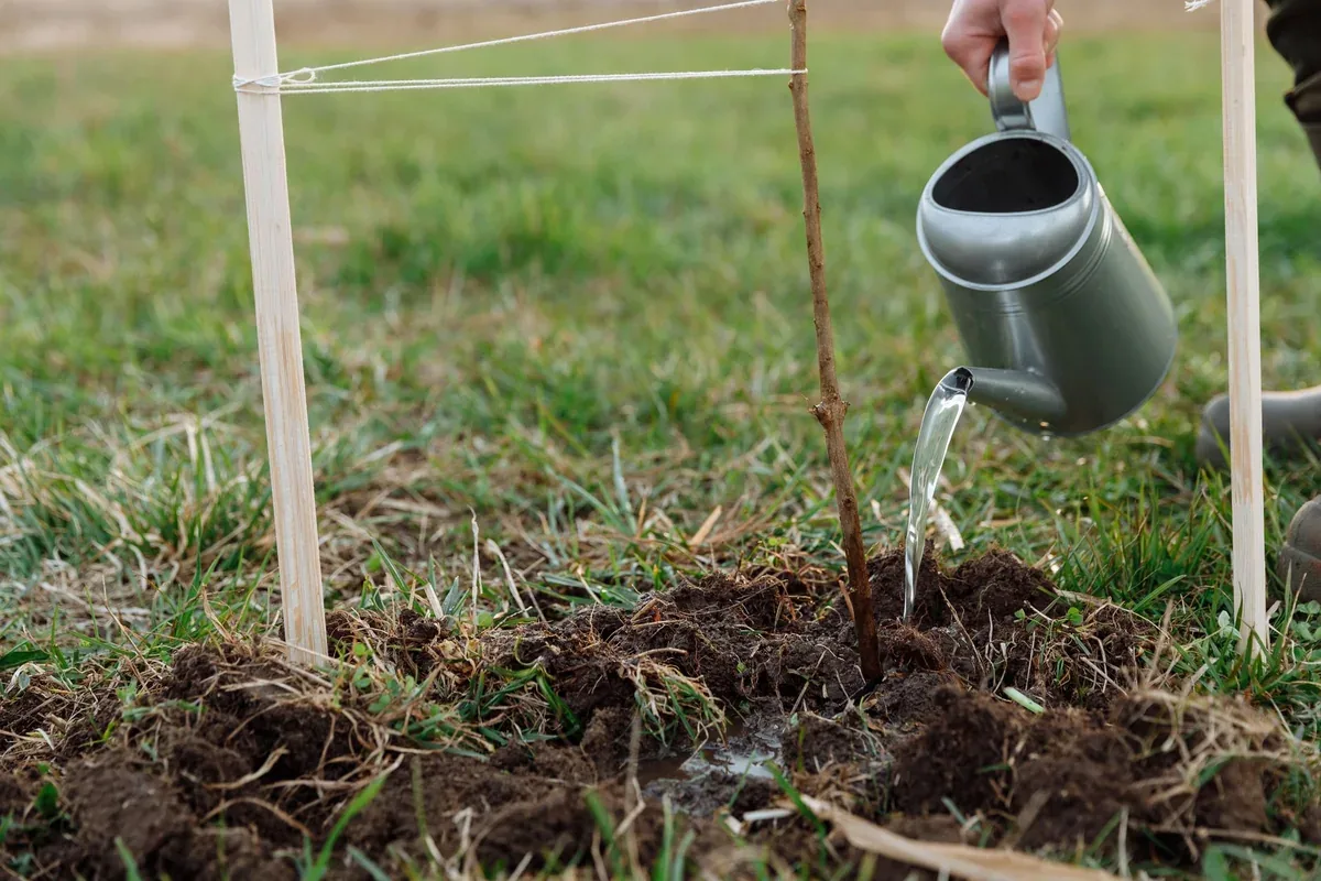Arrosage au pied d'un jeune arbre tout juste planté, maintenu par deux tuteurs