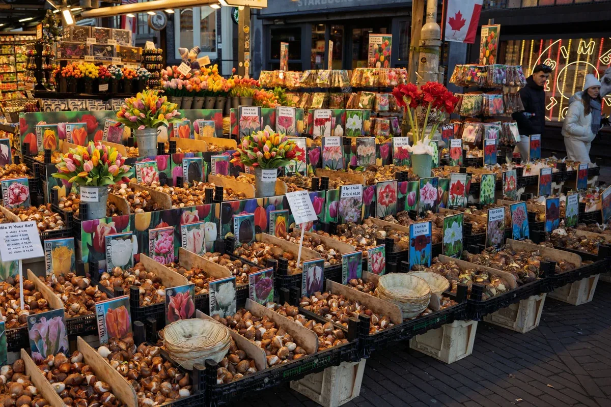 Étal de bulbes de tulipes et de fleurs vendus en vrac sur un marché