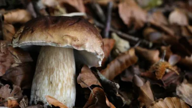 Champignons en forêt