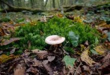 Champignons en forêt