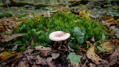 Champignons en forêt