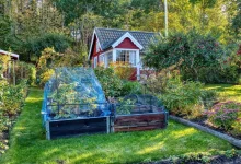 Deux châssis froids vitrés posés dans un jardin potager