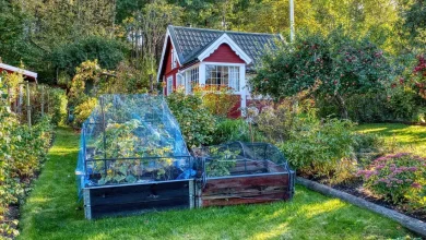 Deux châssis froids vitrés posés dans un jardin potager