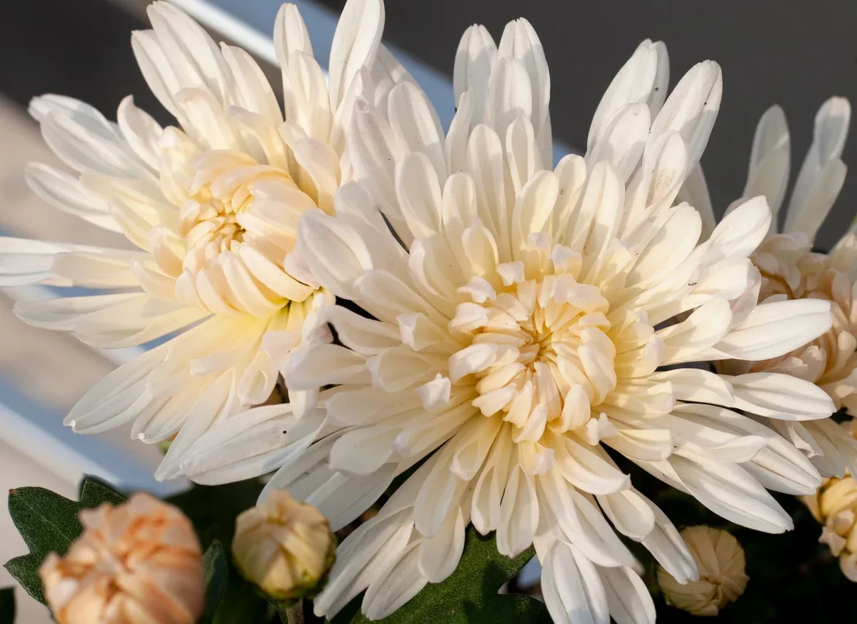 Gros plan sur des chrysanthèmes blancs à grandes fleurs aux pétales fins