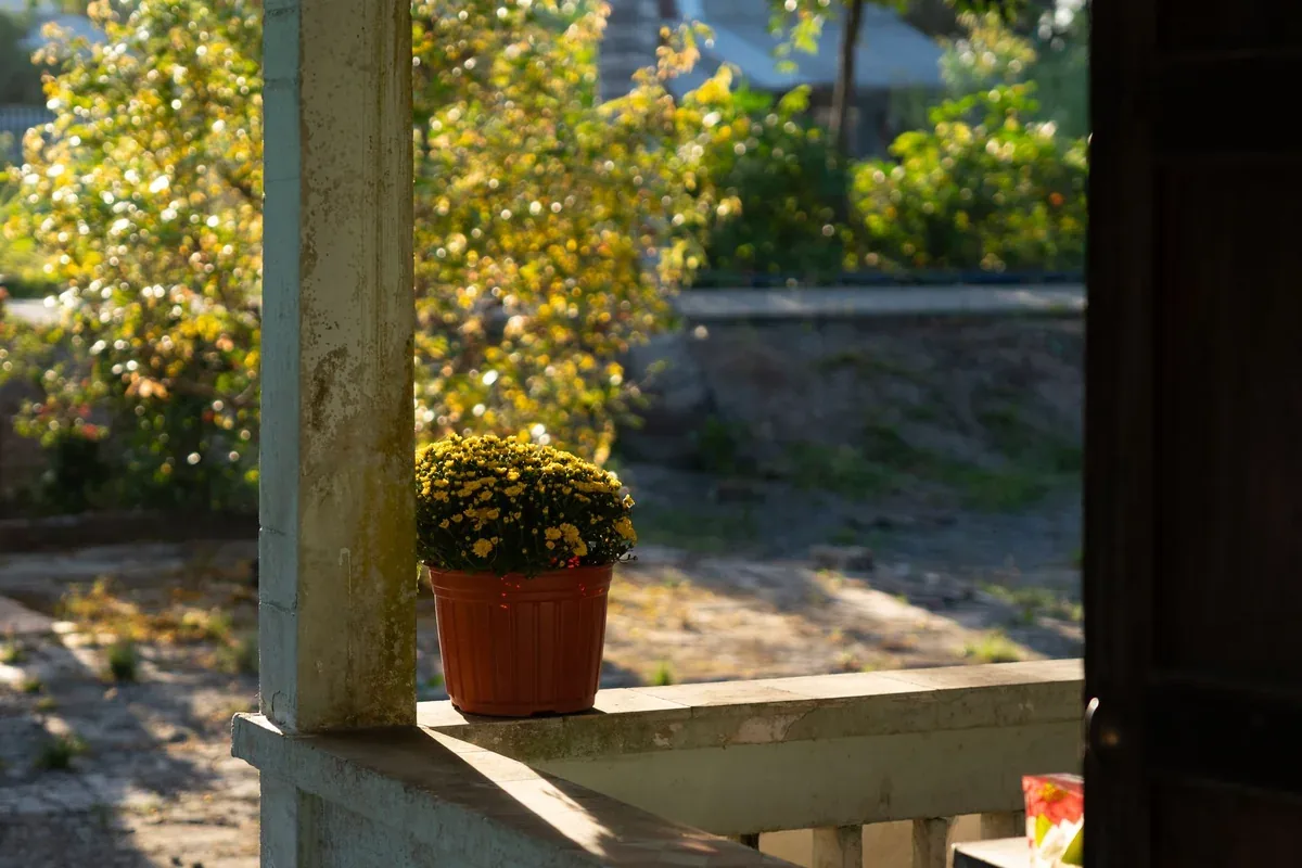 Pot de chrysanthème jaune posé sur la rambarde ensoleillée d'une véranda