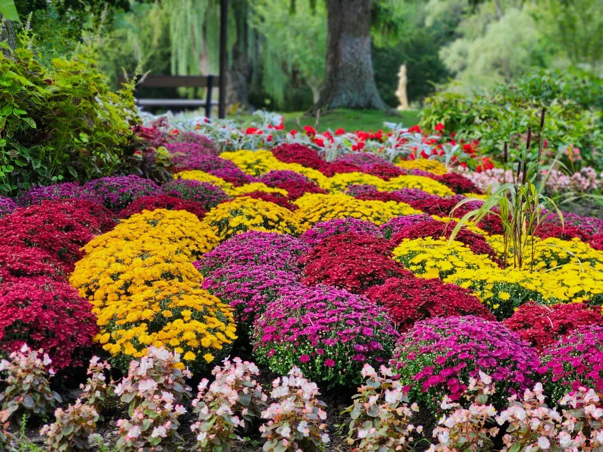 Massif de chrysanthèmes colorés installés en pleine terre dans un parc
